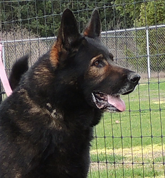 SchraderhausK9.com - +1.253.843.1123 PST - German Shepherd